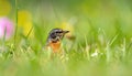 Bird hidden in the grass Royalty Free Stock Photo