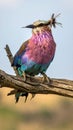 Bird rhinoceros on a branch Royalty Free Stock Photo