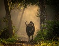 Indian Bison, Gaur, captured in his natural habitat at a Wildlife Sanctuary Royalty Free Stock Photo