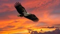 White-bellied Sea Eagle, Birds flying in the sky against a red sky sunset background Royalty Free Stock Photo