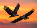 White-bellied Sea Eagle, Birds flying in the sky against a red sky sunset background Royalty Free Stock Photo