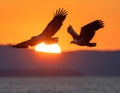 White-bellied Sea Eagle, Birds flying in the sky against a red sky sunset background Royalty Free Stock Photo