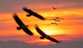 White-bellied Sea Eagle, Birds flying in the sky against a red sky sunset background Royalty Free Stock Photo