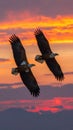 White-bellied Sea Eagle, Birds flying in the sky against a red sky sunset background Royalty Free Stock Photo