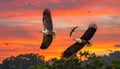 White-bellied Sea Eagle, Birds flying in the sky against a red sky sunset background Royalty Free Stock Photo
