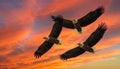 White-bellied Sea Eagle, Birds flying in the sky against a red sky sunset background Royalty Free Stock Photo