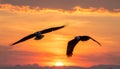 White-bellied Sea Eagle, Birds flying in the sky against a red sky sunset background Royalty Free Stock Photo