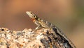 Common collared lizard poised on a rock. Royalty Free Stock Photo