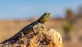 Common collared lizard poised on a rock. Royalty Free Stock Photo