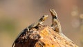 Common collared lizard poised on a rock. Royalty Free Stock Photo
