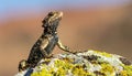 Common collared lizard poised on a rock. Royalty Free Stock Photo