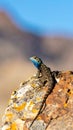 Common collared lizard poised on a rock. Royalty Free Stock Photo