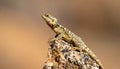Common collared lizard poised on a rock. Royalty Free Stock Photo