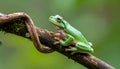 White Lipped Tree Frog (Litoria infrafrenata) on thick branch Royalty Free Stock Photo