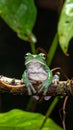 White Lipped Tree Frog (Litoria infrafrenata) on thick branch Royalty Free Stock Photo