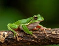 White Lipped Tree Frog (Litoria infrafrenata) on thick branch Royalty Free Stock Photo