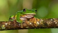 White Lipped Tree Frog (Litoria infrafrenata) on thick branch Royalty Free Stock Photo