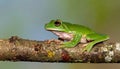 White Lipped Tree Frog (Litoria infrafrenata) on thick branch Royalty Free Stock Photo