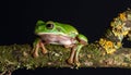 White Lipped Tree Frog (Litoria infrafrenata) on thick branch Royalty Free Stock Photo
