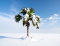 Snow Covered Palm Tree in Winter Landscape Stunning Nature Stock Photo Royalty Free Stock Photo