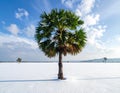 Snow Covered Palm Tree in a Winter Landscape Unique Stock Photo Royalty Free Stock Photo