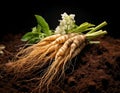 Freshly Harvested Ginseng Roots with Green Leaves and White Flowers in Dark Soil Royalty Free Stock Photo