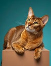 Abyssinian cat with green eyes resting on brown box against teal background portrait Royalty Free Stock Photo
