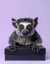 Crowned Lemur Eulemur Coronatus with Brown Eyes Ears Perched on Black Box Purple Background Madagascar Royalty Free Stock Photo