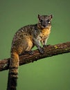 Large Indian Civet Viverra Zibetha Dark Brown Tan Coat Bushy Ringed Tail Tree Branch Green Backdrop Royalty Free Stock Photo