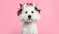Adorable Bichon wearing wreath made of beautiful flowers on pink background Royalty Free Stock Photo