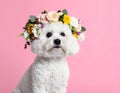 Adorable Bichon wearing wreath made of beautiful flowers on pink background Royalty Free Stock Photo
