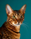 Bengal Cat with Rosettes and Stripes on Teal Background Royalty Free Stock Photo