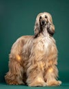 Elegant Afghan Hound with flowing blonde coat on teal background, aristocratic and graceful Royalty Free Stock Photo
