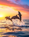 Sea Life Background - Jumping Dolphins, Beautiful Red Sunset at Sea Royalty Free Stock Photo