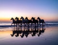 Silhouettes of six horsemen running along a beach at dusk. Ultra-wide shooting, calm Royalty Free Stock Photo