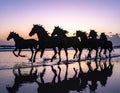 Silhouettes of six horsemen running along a beach at dusk. Ultra-wide shooting, calm Royalty Free Stock Photo