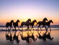 Silhouettes of six horsemen running along a beach at dusk. Ultra-wide shooting, calm Royalty Free Stock Photo