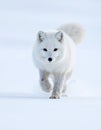 Arctic Fox Standing in Snowy Winter Environment Royalty Free Stock Photo