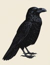 Illustration of a black crow with detailed feathers. The crow stands on a light background Royalty Free Stock Photo