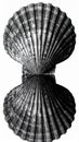 Black and white scallop shell icon reflective. Thumbnail isolated in background Royalty Free Stock Photo
