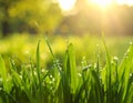 Green lush grass with water drops on blurred background, closeup Royalty Free Stock Photo