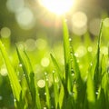 Green lush grass with water drops on blurred background, closeup Royalty Free Stock Photo