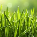 Green lush grass with water drops on blurred background, closeup Royalty Free Stock Photo