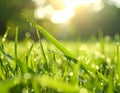Green lush grass with water drops on blurred background, closeup Royalty Free Stock Photo