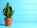 Beautiful green houseplant in pot on light blue wooden table, space for text. Royalty Free Stock Photo
