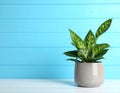 Beautiful green houseplant in pot on light blue wooden table, space for text. Royalty Free Stock Photo
