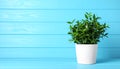 Beautiful green houseplant in pot on light blue wooden table, space for text. Royalty Free Stock Photo