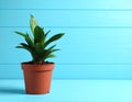 Beautiful green houseplant in pot on light blue wooden table, space for text. Royalty Free Stock Photo
