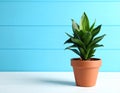 Beautiful green houseplant in pot on light blue wooden table, space for text. Royalty Free Stock Photo