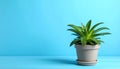 Beautiful green houseplant in pot on light blue wooden table, space for text. Royalty Free Stock Photo
